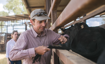 UQ Centre for Animal Science director, Professor Ben Hayes sampling tail-hair. Image: QAAFI A man pulling hair from the tail of a cow